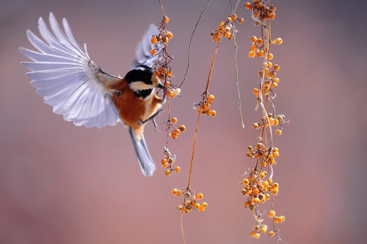 bird, fluttering, berries-1045954.jpg